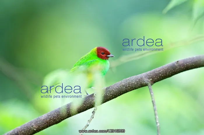  : Bay-headed Tanager - on branch among leaves
