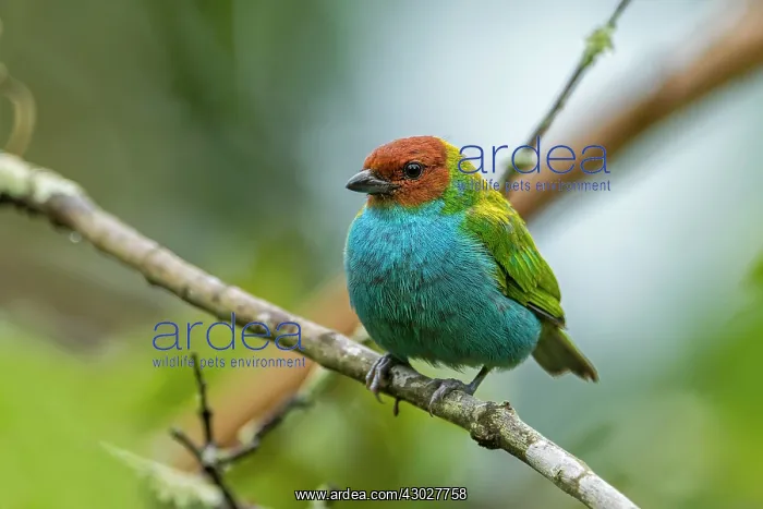 : Bay-headed Tanager, Cueva de los Guacharos National : Bay-headed Tanager, Cueva de los Guacharos National