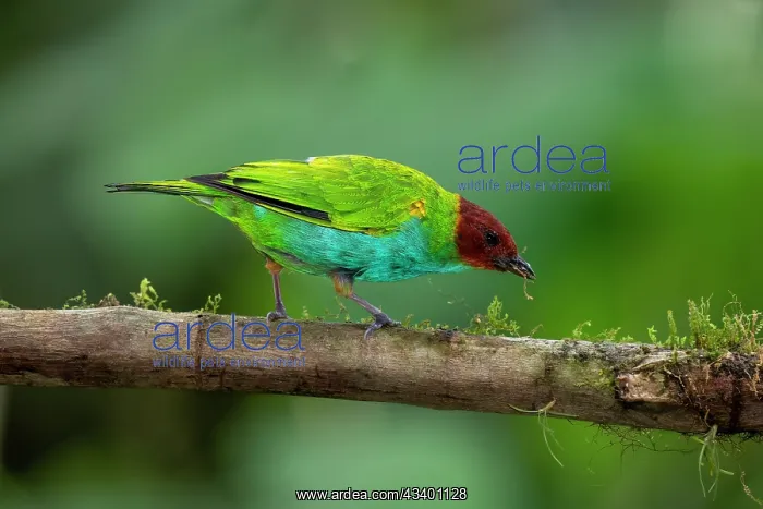 : Bay-headed Tanager, Tangara gyrola. A vibrantly-colored : Bay-headed Tanager, Tangara gyrola. A vibrantly-colored