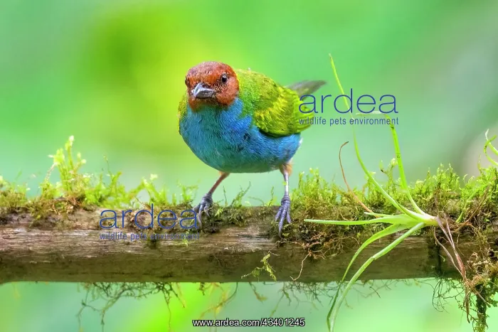 : Bay-headed Tanager, Tangara gyrola. A vibrantly-colored : Bay-headed Tanager, Tangara gyrola. A vibrantly-colored