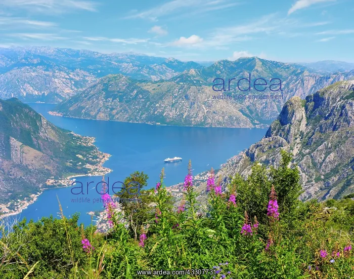 : Bay of Kotor with the villages Muo and Prcanj near : Bay of Kotor with the villages Muo and Prcanj near