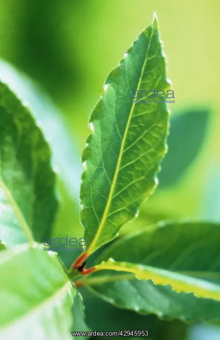 : Bay, Laurus nobilis : Bay, Laurus nobilis