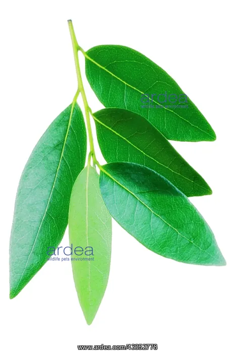 : Bay, Laurus nobilis : Bay, Laurus nobilis