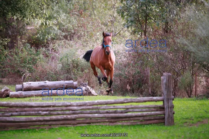 : Bay mare cantering past cross country jumps : Bay mare cantering past cross country jumps