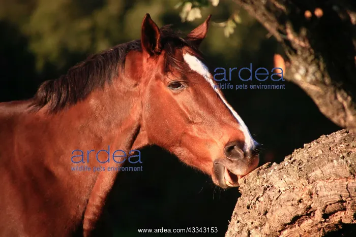  : Bay mare wind sucking