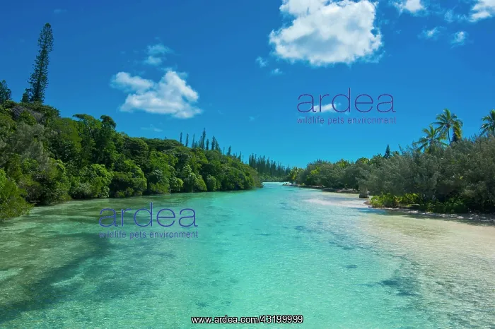 : Bay de Oro, &, xce;le des Pins, New Caledonia, France : Bay de Oro, &, xce;le des Pins, New Caledonia, France