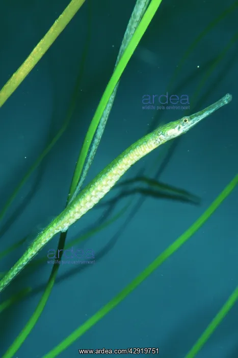 : Bay Pipefish : Bay Pipefish