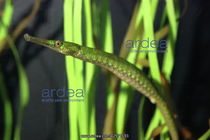: Bay Pipefish : Bay Pipefish