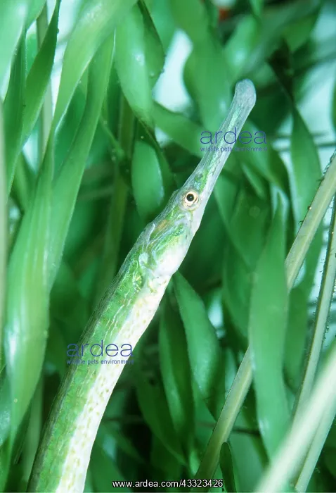 : BAY PIPEFISH : BAY PIPEFISH