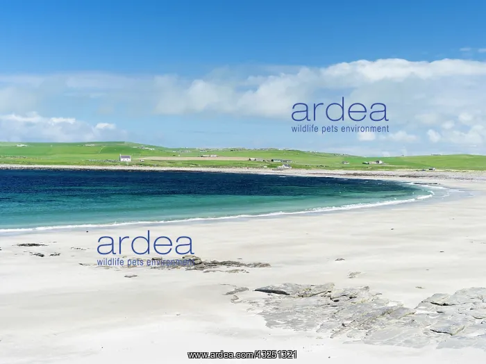 : Bay of Skaill, a sheltered bay with sandy : Bay of Skaill, a sheltered bay with sandy