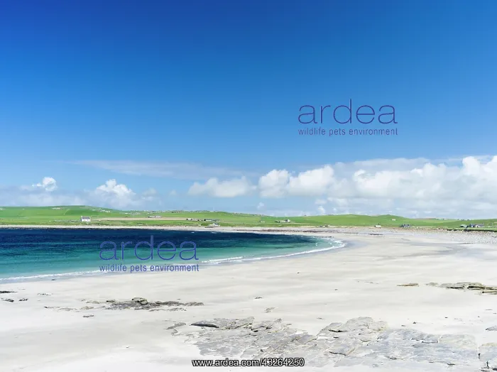: Bay of Skaill, a sheltered bay with sandy : Bay of Skaill, a sheltered bay with sandy