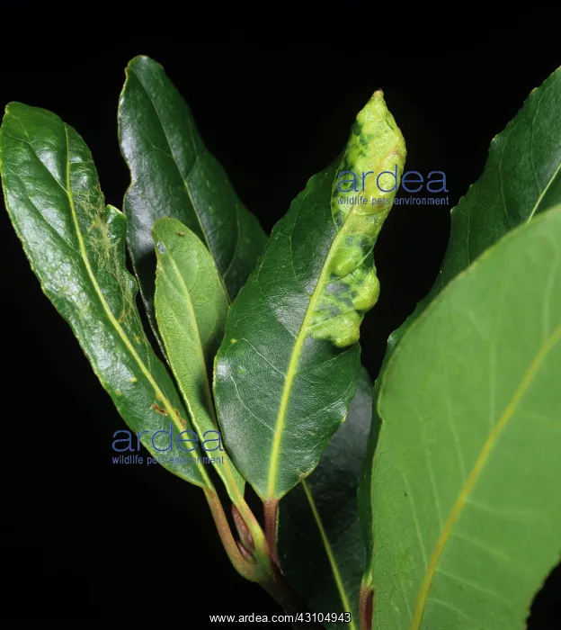 : Bay Sucker damage to bay leaf : Bay Sucker damage to bay leaf