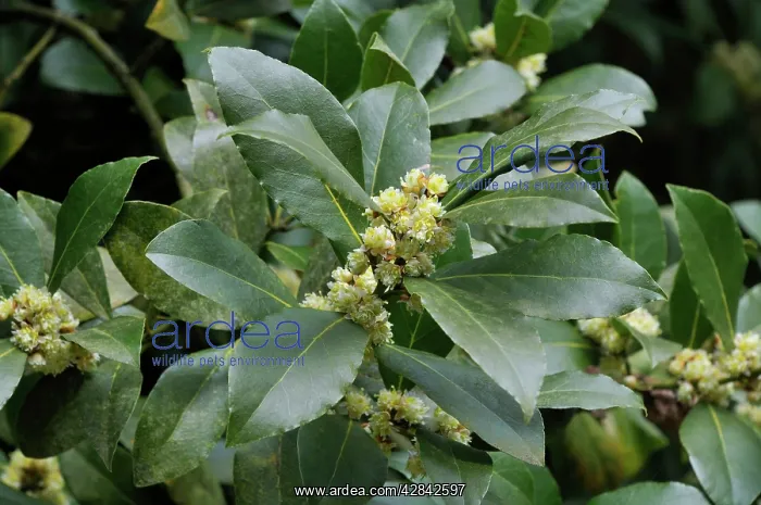  : Bay tree blossom