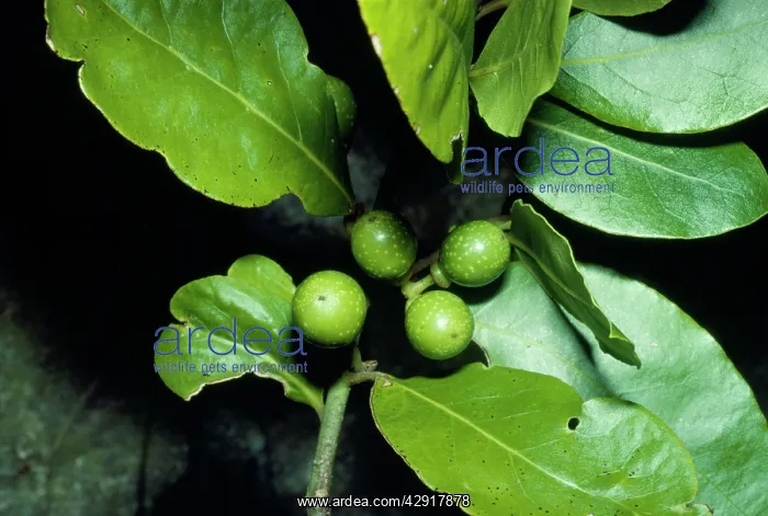 : Bay-tree - with unripe berries : Bay-tree - with unripe berries