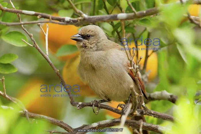 : Bay-winged Cowbird : Bay-winged Cowbird
