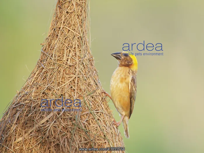 : Baya Weaver and nest Ploceus philippinus Sabah : Baya Weaver and nest Ploceus philippinus Sabah