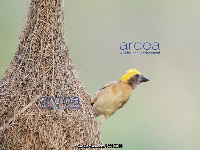 : Baya Weaver and nest Ploceus philippinus Sabah : Baya Weaver and nest Ploceus philippinus Sabah