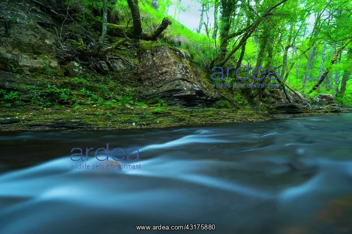: Bayas river, Gorbeia Natural Park, Alava, Basque : Bayas river, Gorbeia Natural Park, Alava, Basque