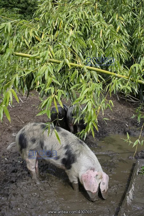 : Bayeux pig under a bamboo Normandy France : Bayeux pig under a bamboo Normandy France