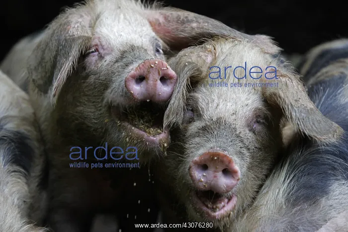 : Bayeux pigs reared on a farm Avranches Manche : Bayeux pigs reared on a farm Avranches Manche