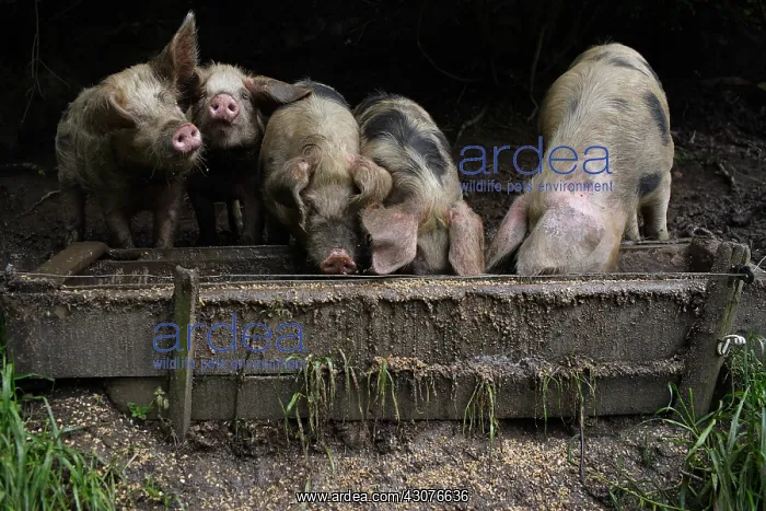 : Bayeux pigs reared on a farm Avranches Manche : Bayeux pigs reared on a farm Avranches Manche