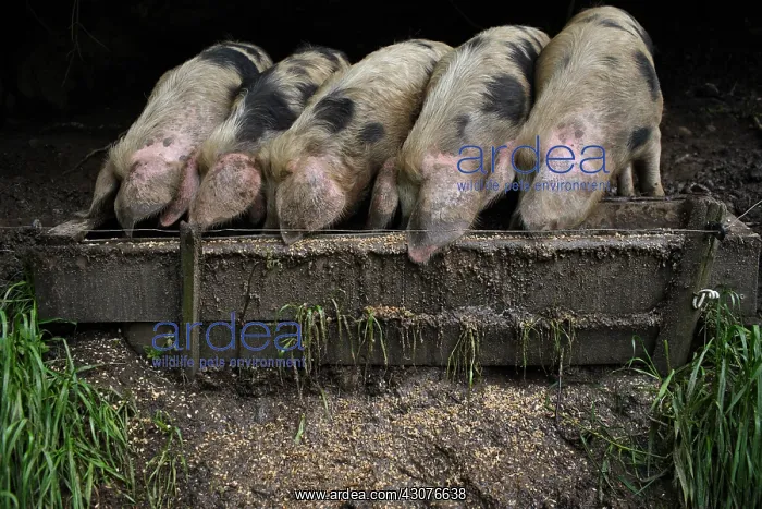: Bayeux pigs reared on a farm Avranches Manche : Bayeux pigs reared on a farm Avranches Manche