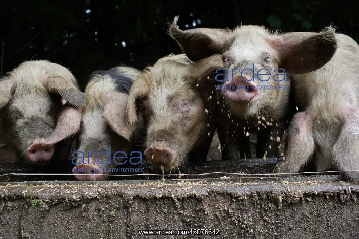 : Bayeux pigs reared on a farm Avranches Manche : Bayeux pigs reared on a farm Avranches Manche
