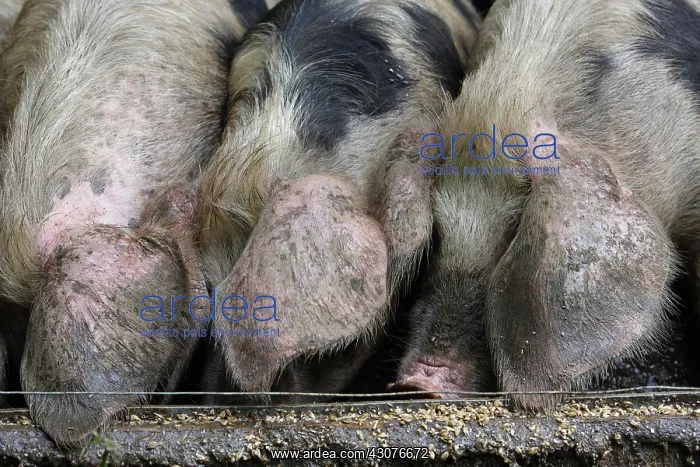 : Bayeux pigs reared on a farm Avranches Manche : Bayeux pigs reared on a farm Avranches Manche