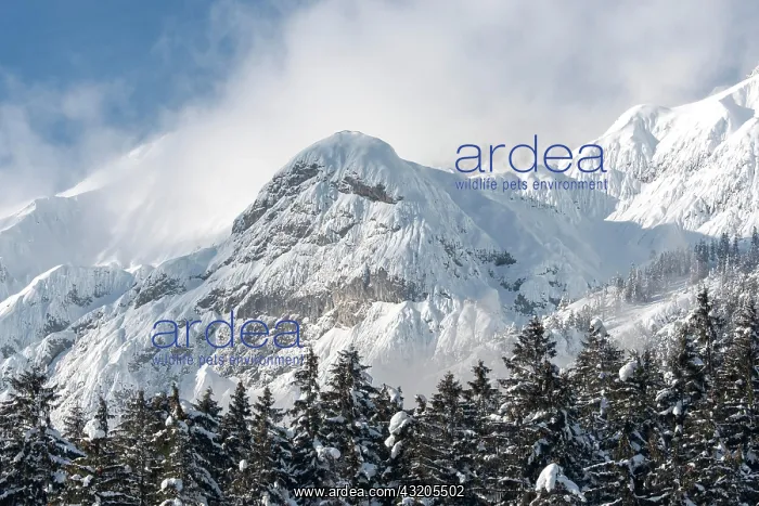: Bcrenkopf in winter, Karwendel Mountains, Tyrol : Bcrenkopf in winter, Karwendel Mountains, Tyrol