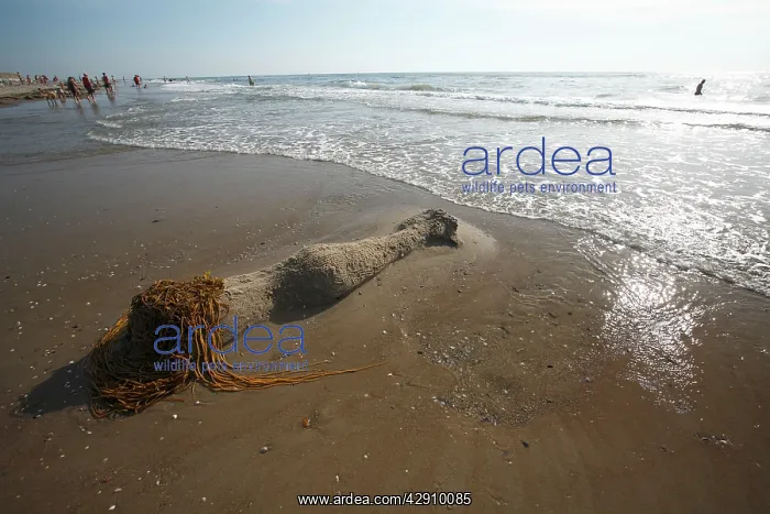 : Beach Art - Mermaid figure on Beach : Beach Art - Mermaid figure on Beach