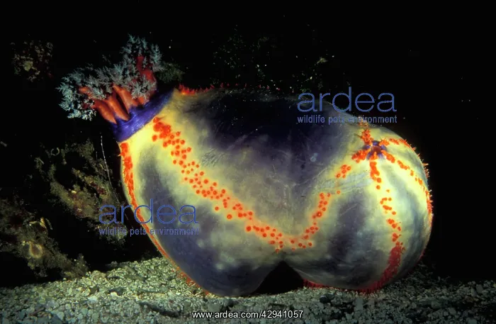 : Beach ball sea cucumber highly prized as an aquarium : Beach ball sea cucumber highly prized as an aquarium