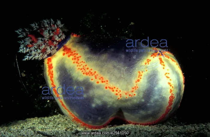: Beach ball sea cucumber, highly prized for aquariums : Beach ball sea cucumber, highly prized for aquariums