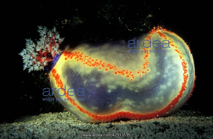 : Beach ball sea cucumber - because of its small : Beach ball sea cucumber - because of its small