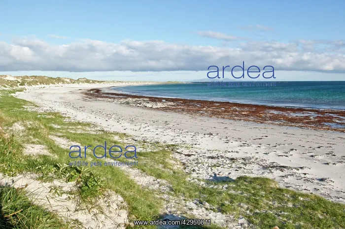 : Beach on Balranald RSPB Reserve : Beach on Balranald RSPB Reserve