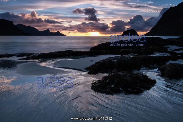 : Beach with boulders and sea weed at sunset on a stormy eveni : Beach with boulders and sea weed at sunset on a stormy eveni