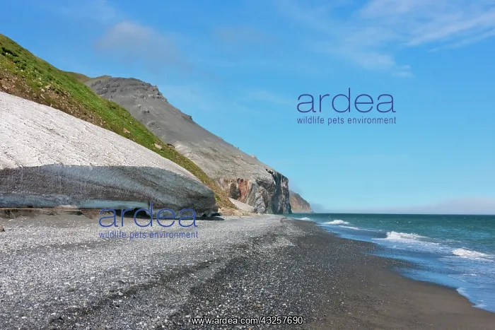 : Beach, Cape Dezhnev, most eastern corner of Eurasia : Beach, Cape Dezhnev, most eastern corner of Eurasia