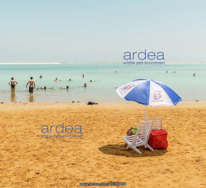 : Beach chair and parasol at the beach, Ein Bokek : Beach chair and parasol at the beach, Ein Bokek