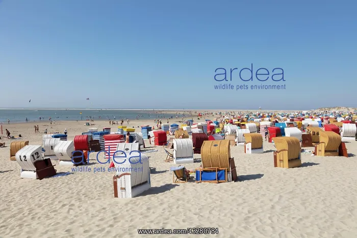 : Beach chairs and beach tents at the main beach : Beach chairs and beach tents at the main beach
