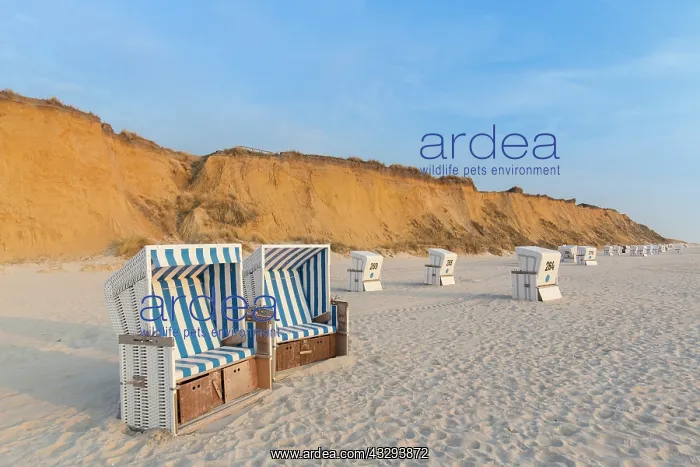 : Beach chairs in front of the Rotes Kliff- a sea cliff near K : Beach chairs in front of the Rotes Kliff- a sea cliff near K