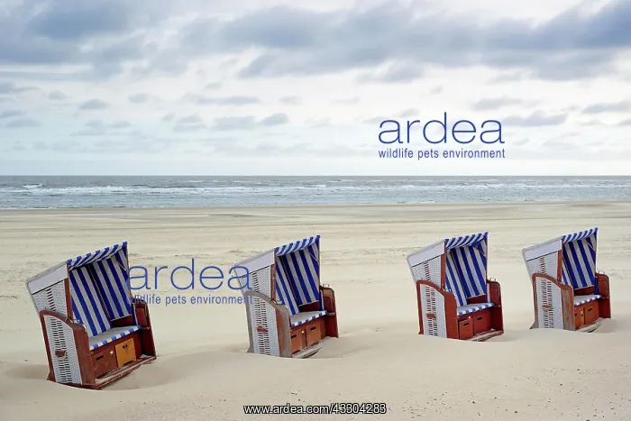 : Beach chairs stand side by side in the sand on the : Beach chairs stand side by side in the sand on the