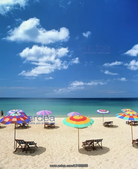 : Beach chairs and sunshades on a sandy beach, Patong : Beach chairs and sunshades on a sandy beach, Patong