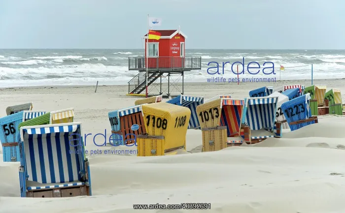 : Empty beach chairs on a windy day on the beach o : Empty beach chairs on a windy day on the beach o