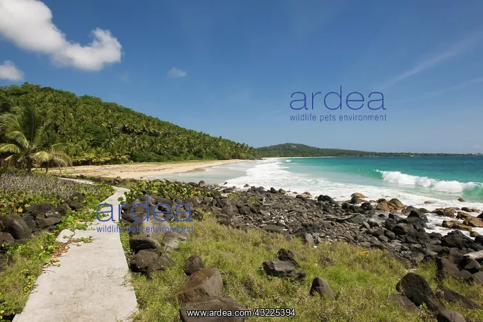 : Beach, coconut palms, Big Corn Island, Caribbean : Beach, coconut palms, Big Corn Island, Caribbean