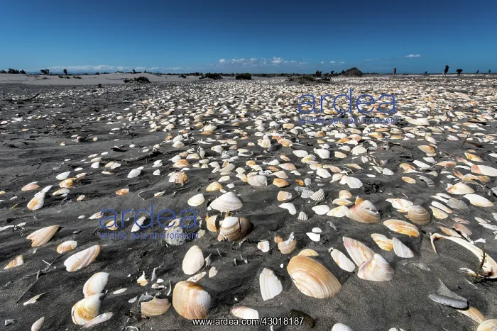  : Beach covered in shells