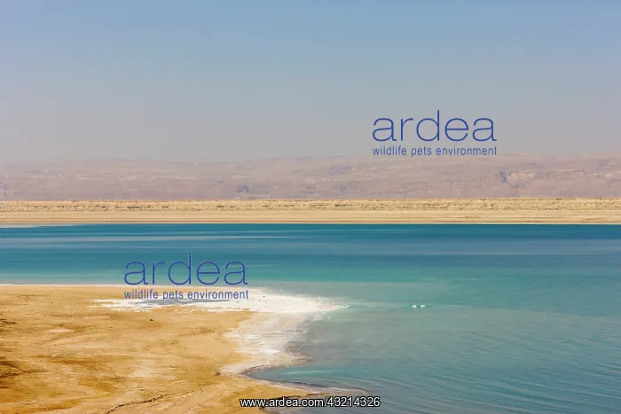 : Beach along the Dead Sea, Jordan : Beach along the Dead Sea, Jordan