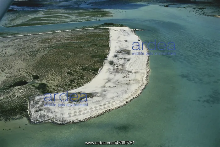 : Beach Development : Beach Development