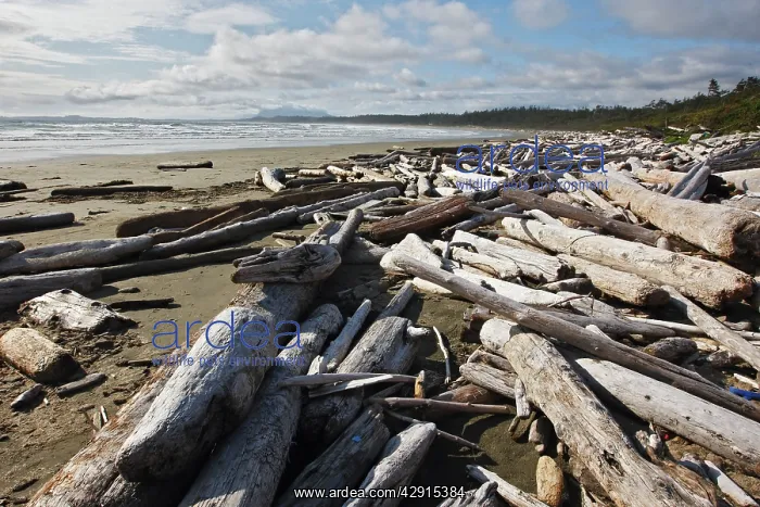 : Beach with driftwood : Beach with driftwood