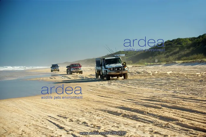 : Beach driving - offroad driving at 75-Mile Beach : Beach driving - offroad driving at 75-Mile Beach