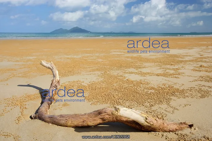 : Beach and Dunk Island - dead tree branch stranded : Beach and Dunk Island - dead tree branch stranded