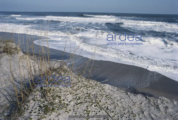 : Beach Erosion : Beach Erosion